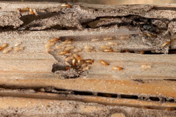 Best Pest Removal Services  in Minerva, OH