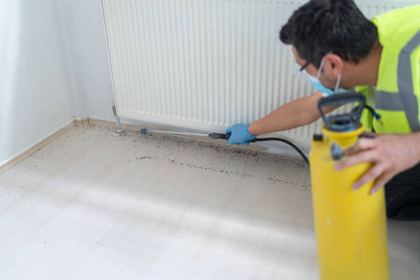 Wasp Removal Services in Minerva, OH